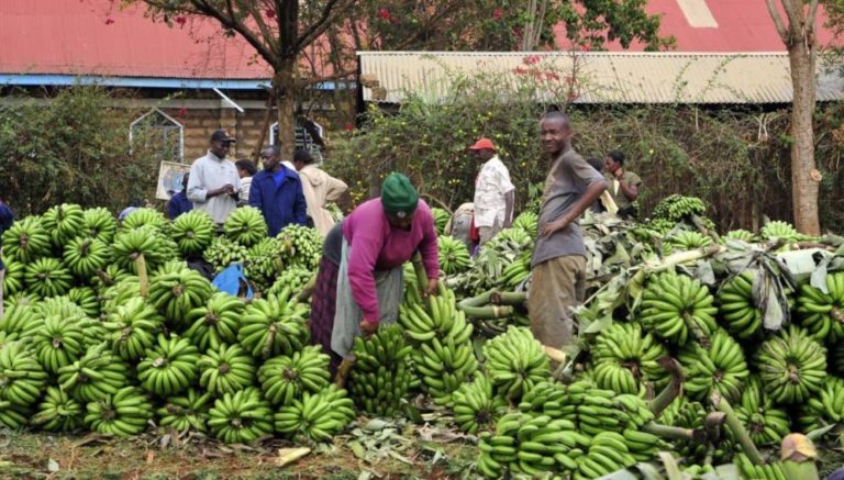 Food security in Africa