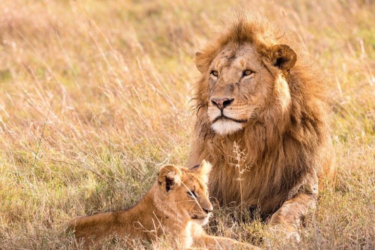 Picture of two lions