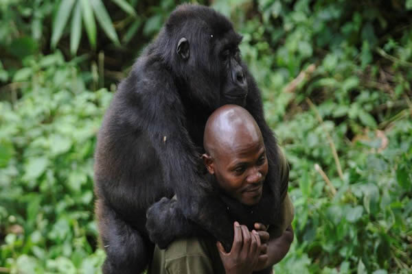 Picture of man carrying a gorrila in Virunga National Park.