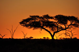 Image of a tree at dawn