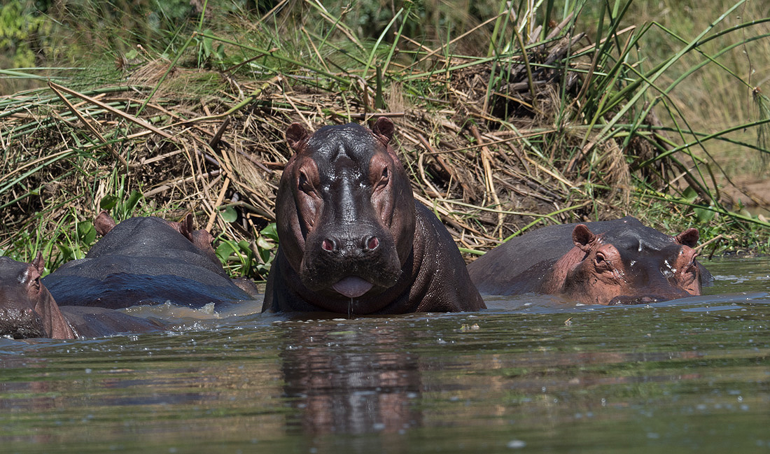 Lake Naivasha National Park