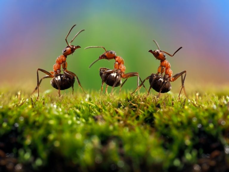 Learning Self Discipline from the Ant.