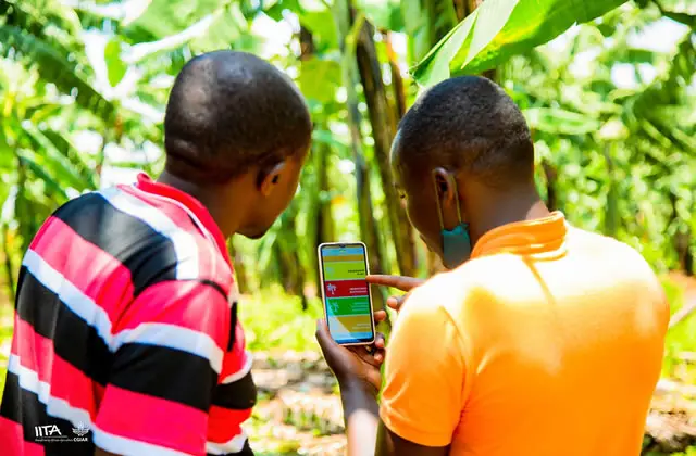 Farmer Accessing market information through a smart phone